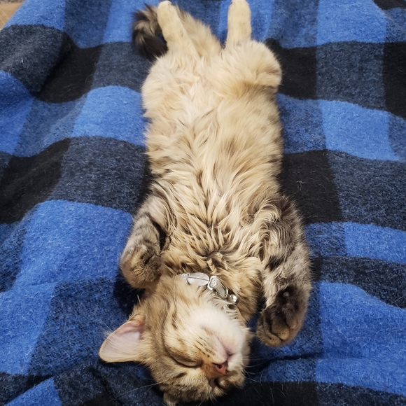 Meet your Posher, Theresa - Picture 2 of 3